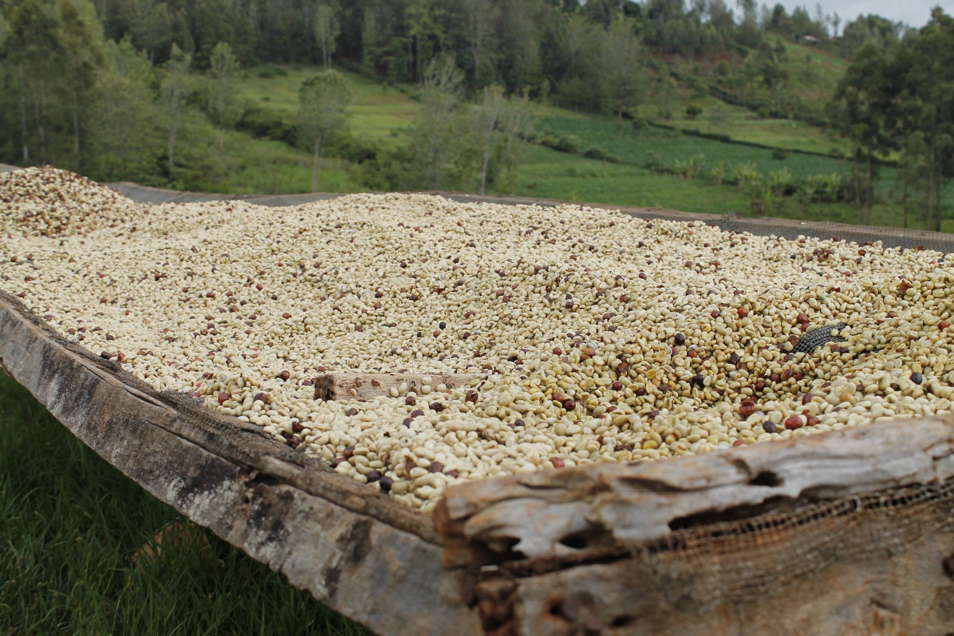 _MG_1223 Wet Processed Parchment Drying on African Drying Beds.JPG