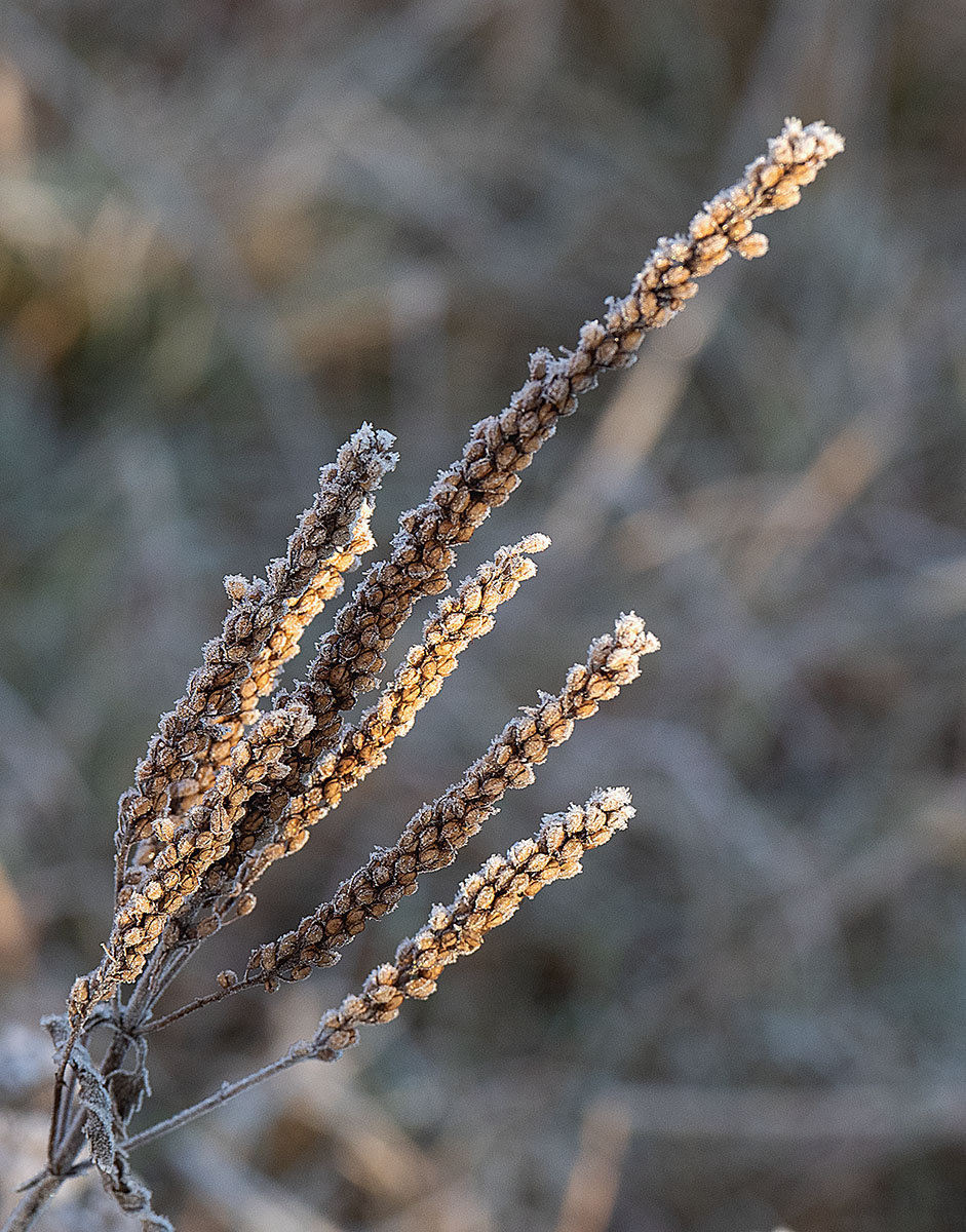 frost 1.jpg