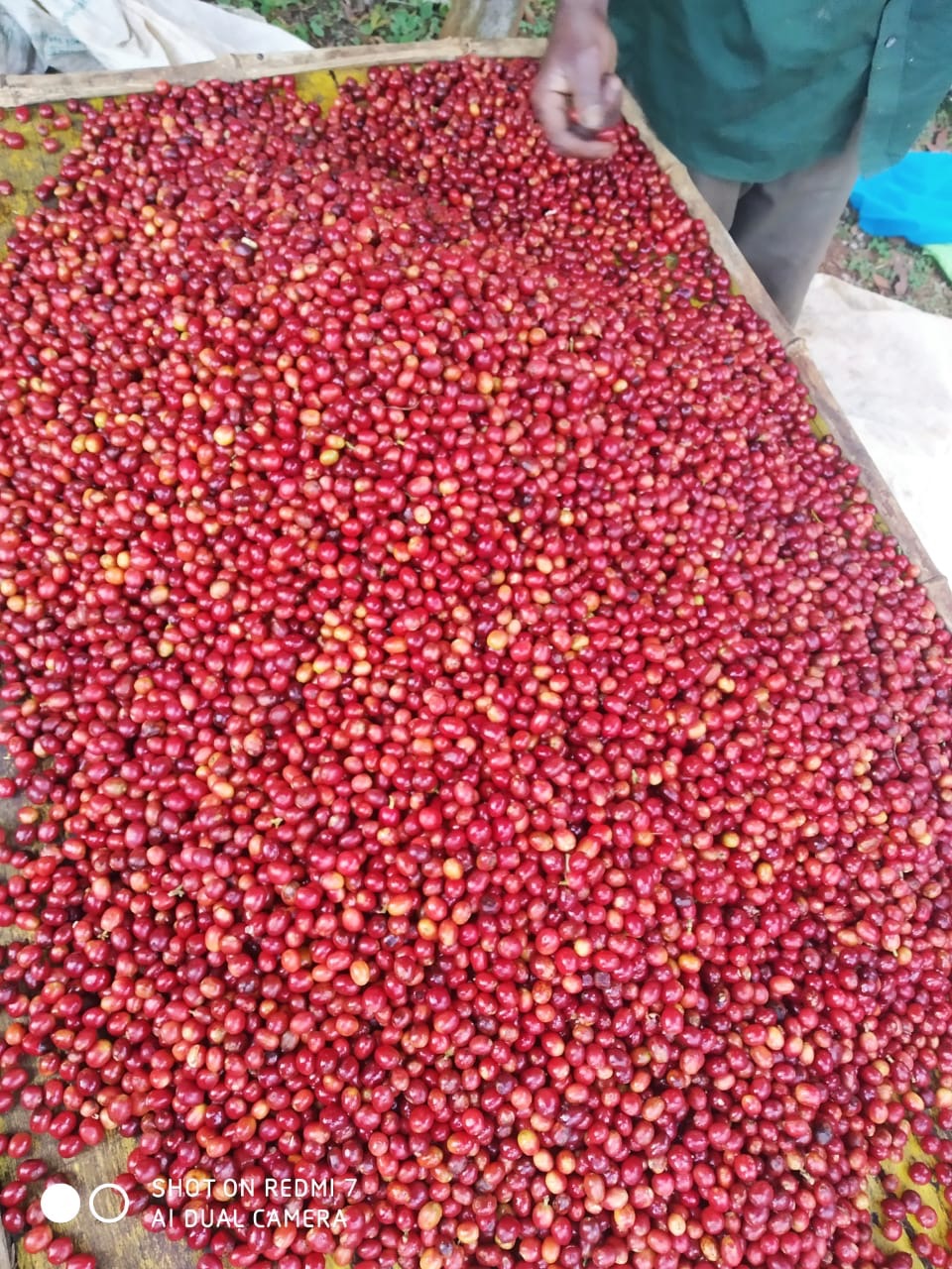 FTUV5999 Batian Quality Control Cherries.jpg