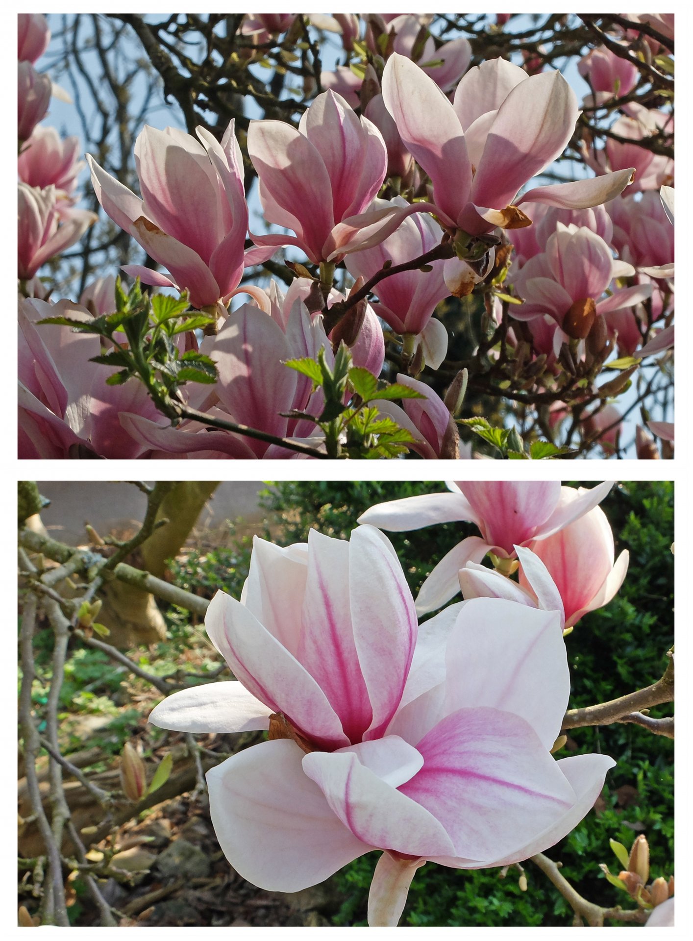 magnolie 1.jpg