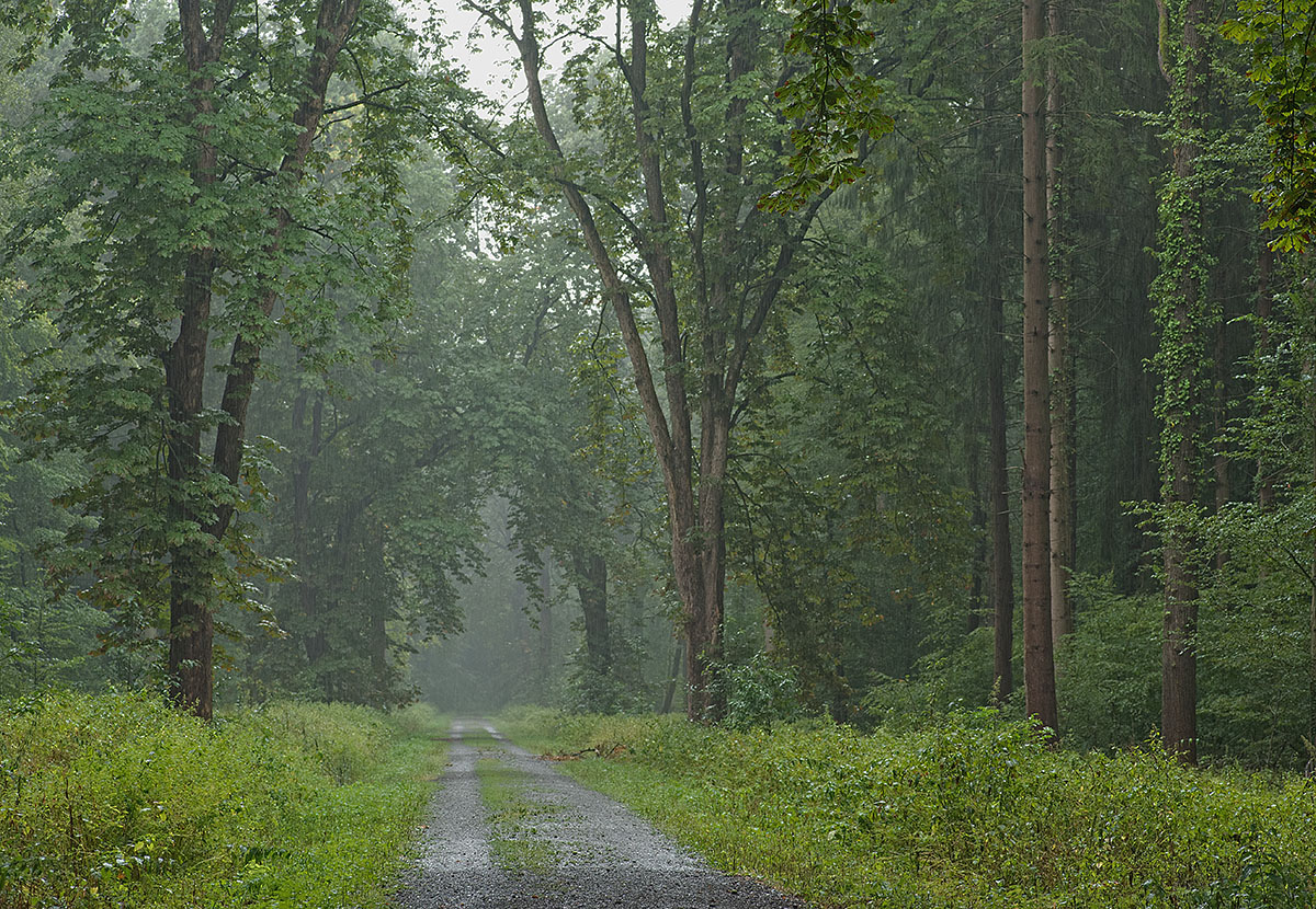 regenwald.jpg