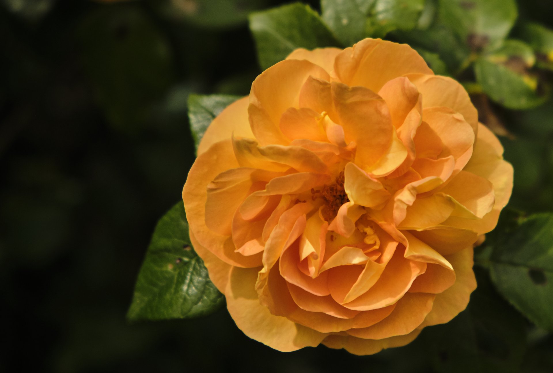 Rose orange-gelb 3.jpg