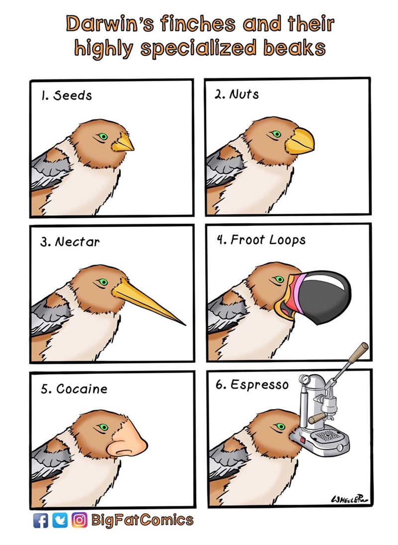 specialized-beaks.jpg