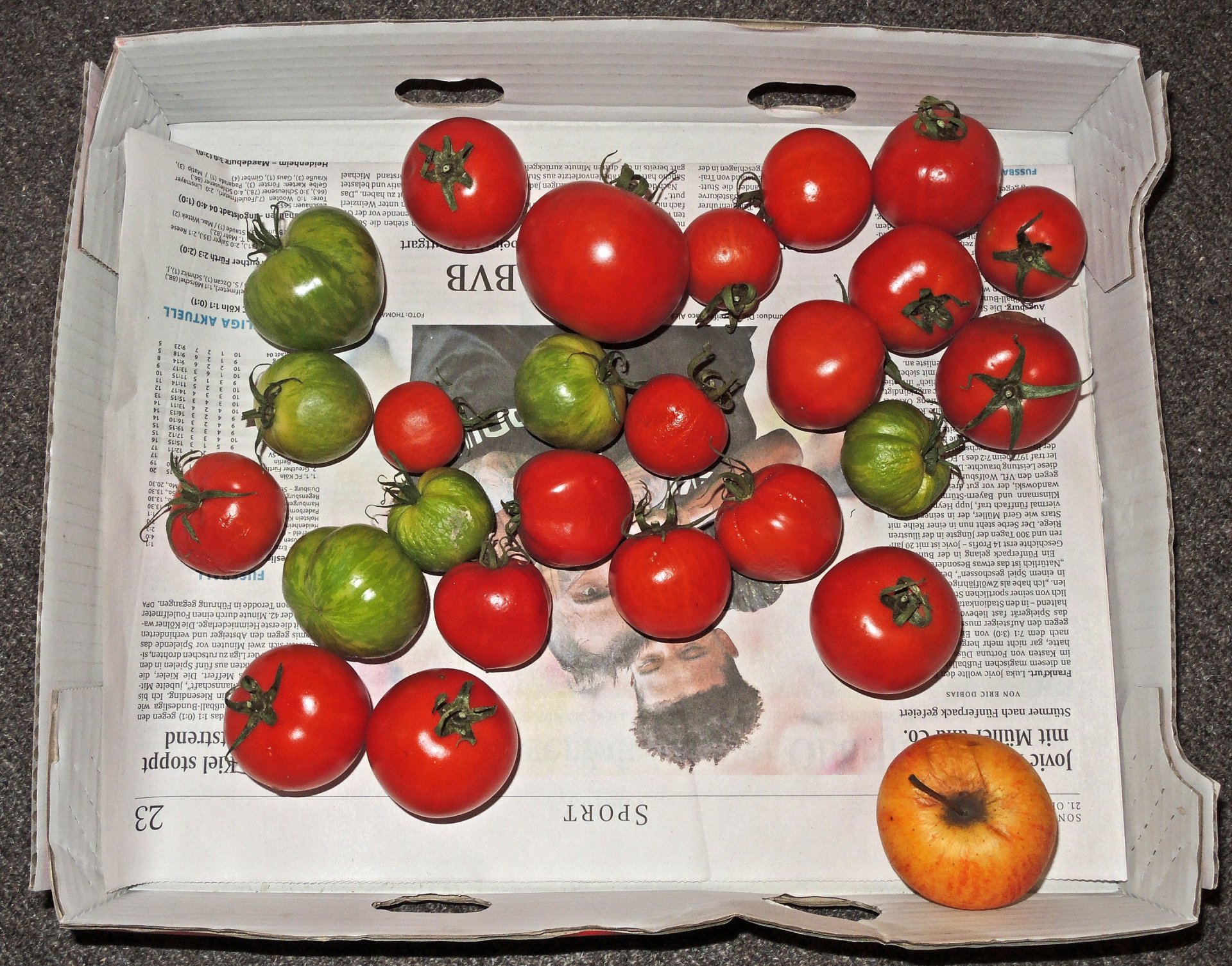tomatiges.jpg