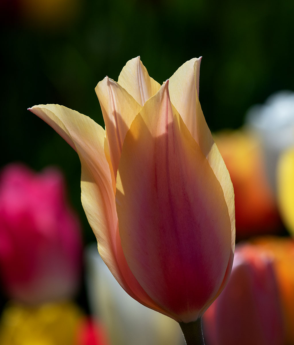 tulip 1.jpg