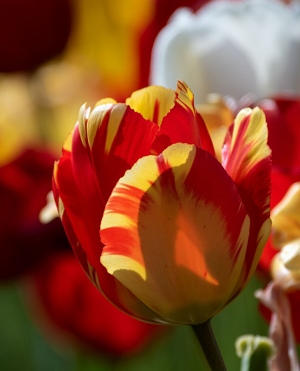 tulip 2.jpg