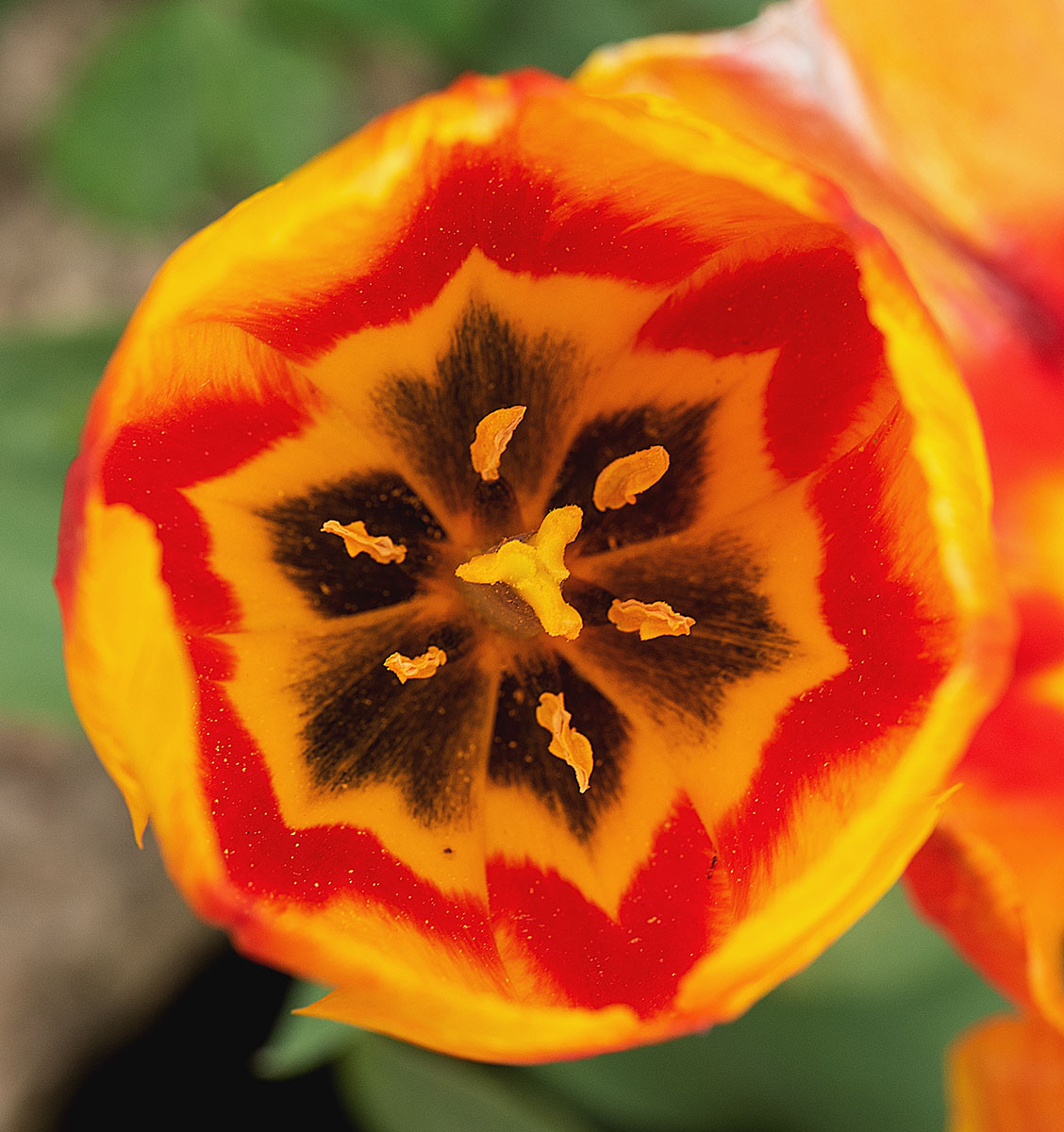 tulipan 1.jpg