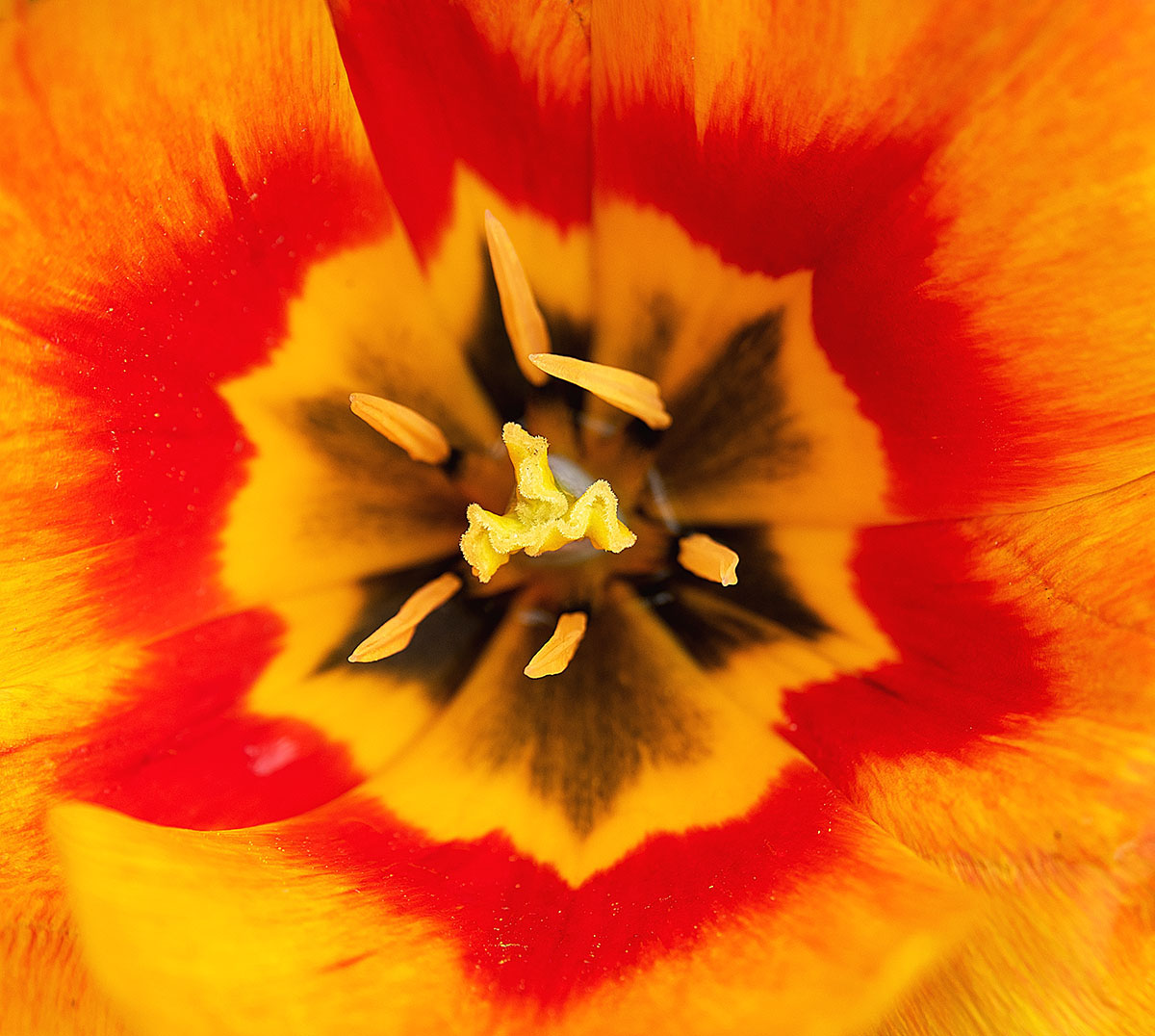 tulipan 2.jpg