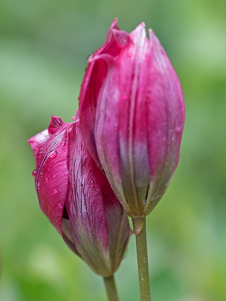 tulipan 2.jpg